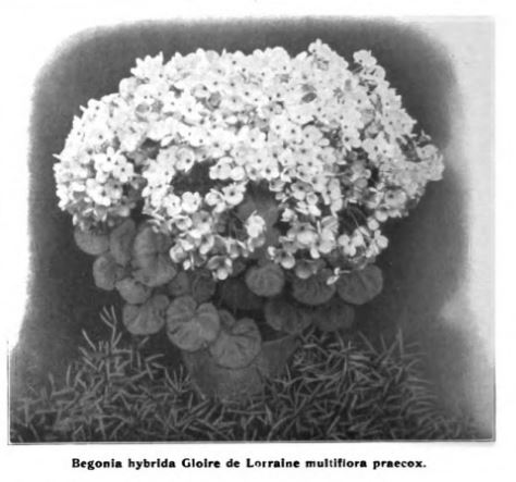 B. ‘Gloire de Lorraine Multiflora Praecox’